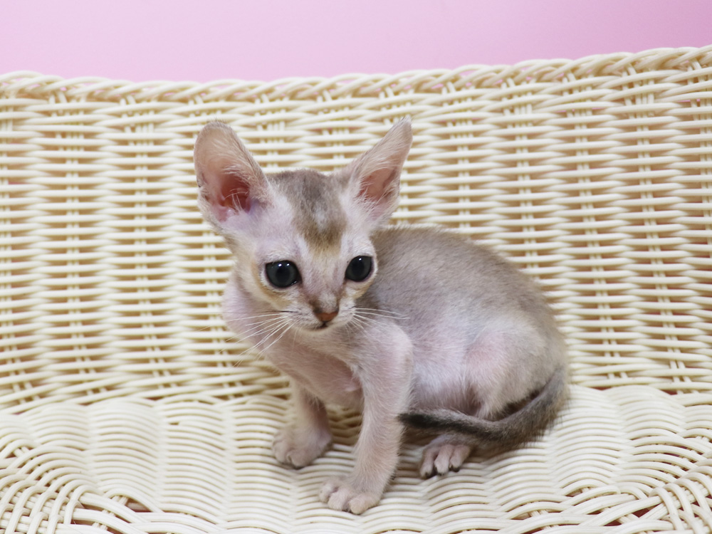 シンガプーラの子猫画像