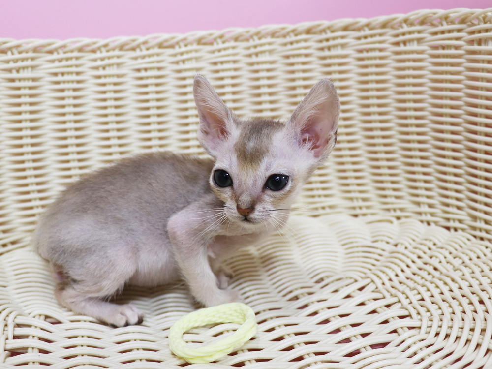 シンガプーラの子猫画像