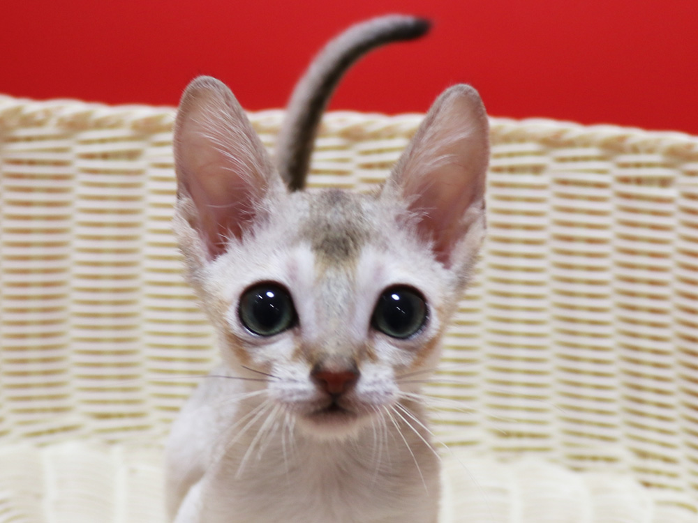 シンガプーラの子猫画像