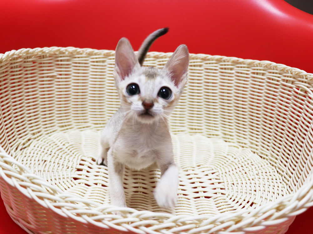 シンガプーラの子猫画像