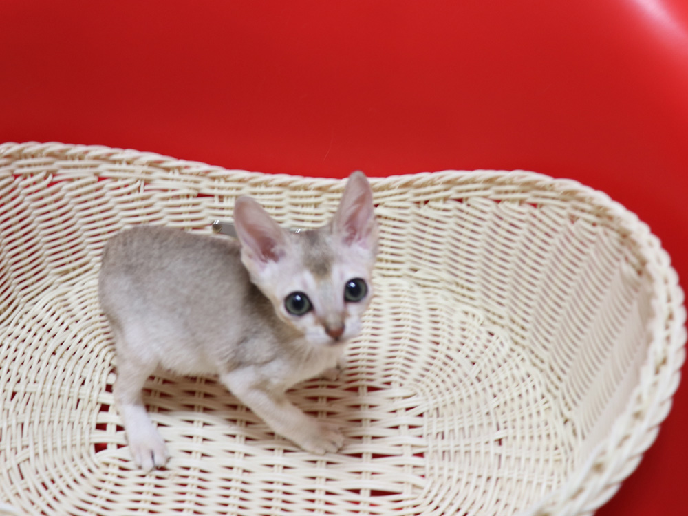 シンガプーラの子猫画像