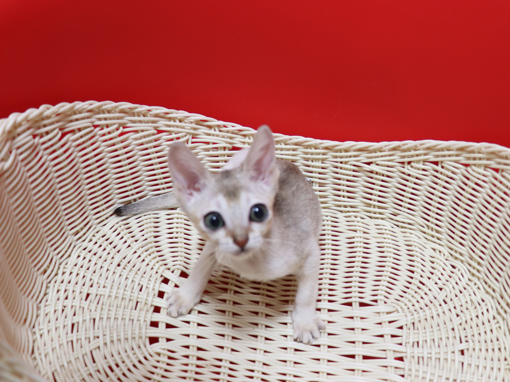 シンガプーラの子猫画像