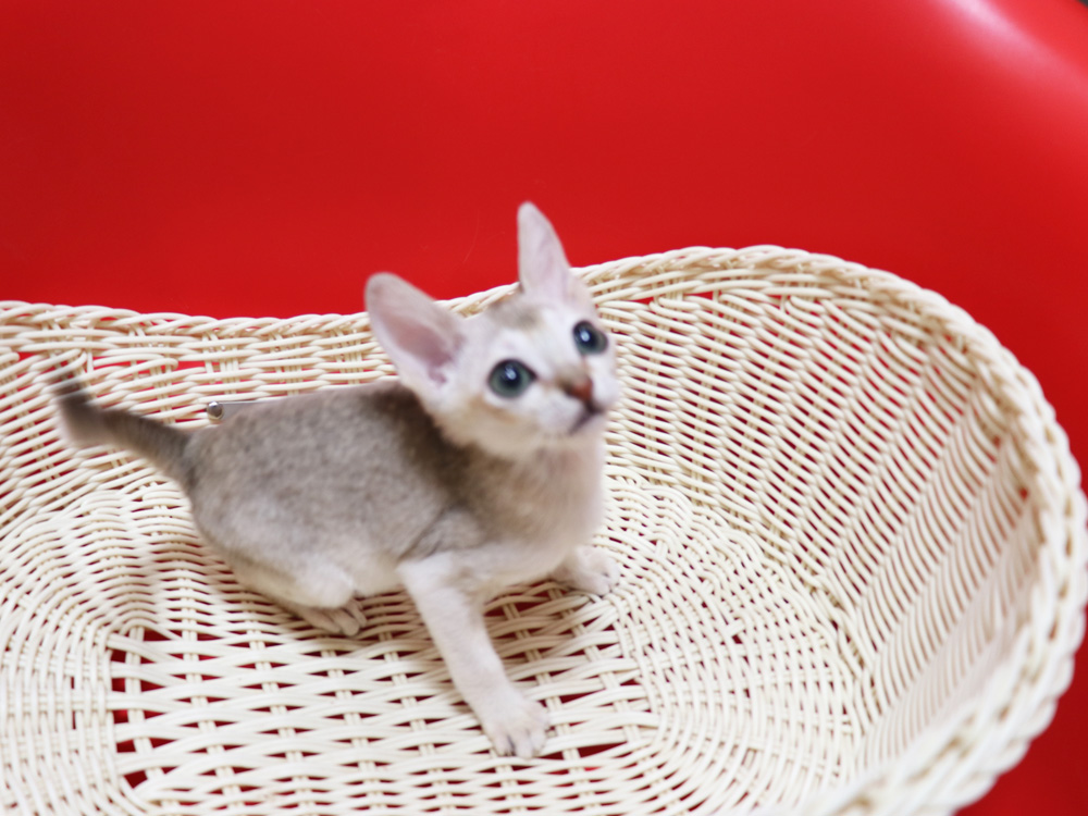 シンガプーラの子猫画像