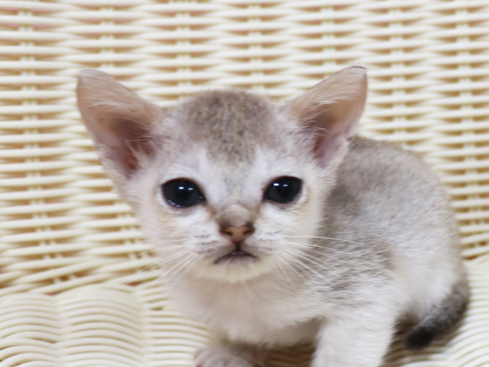 シンガプーラの子猫画像