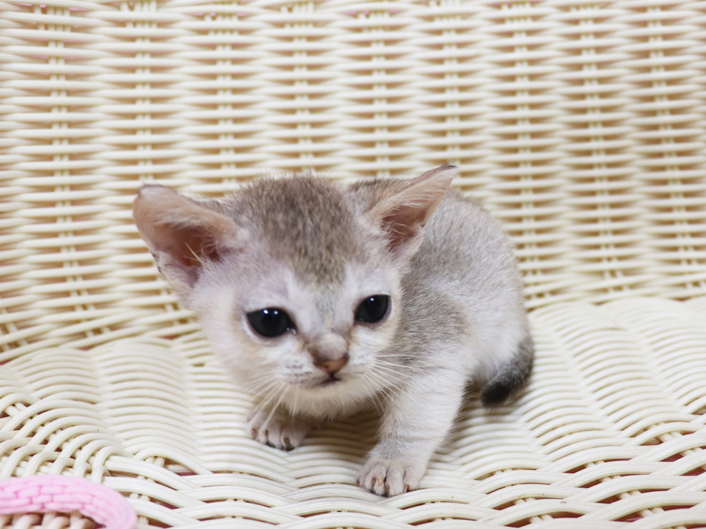 シンガプーラの子猫画像