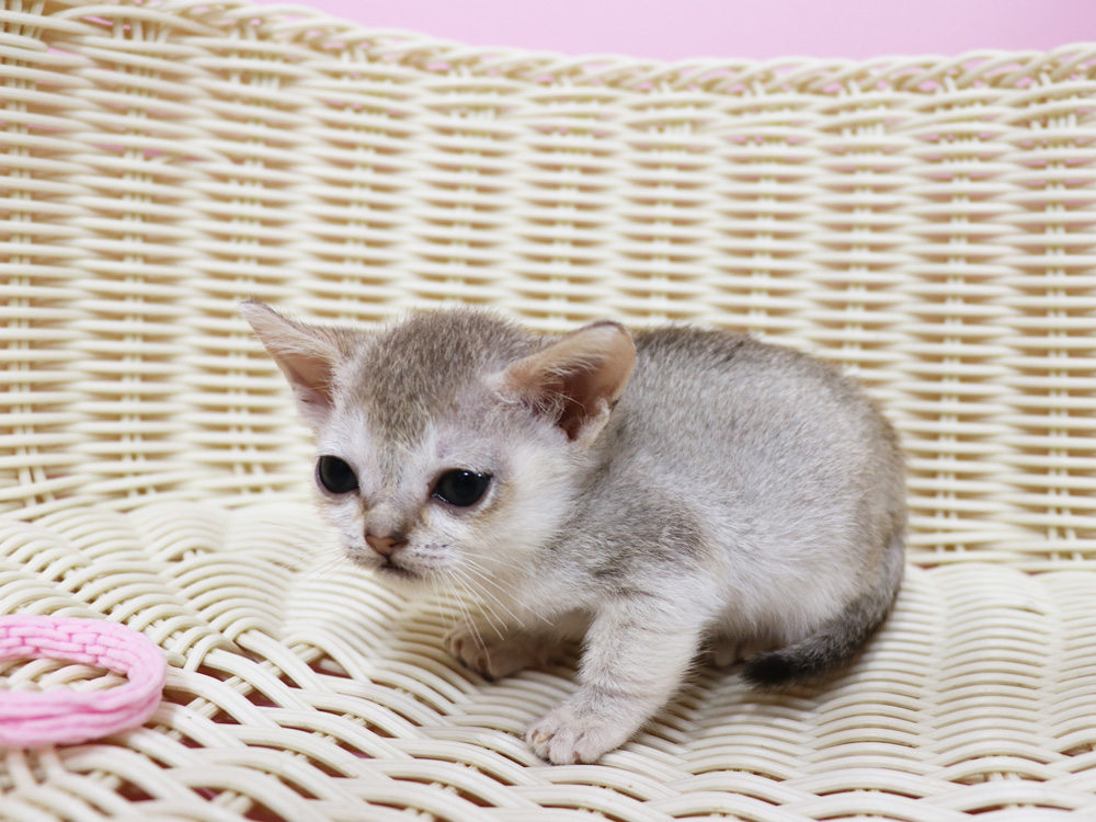 シンガプーラの子猫画像