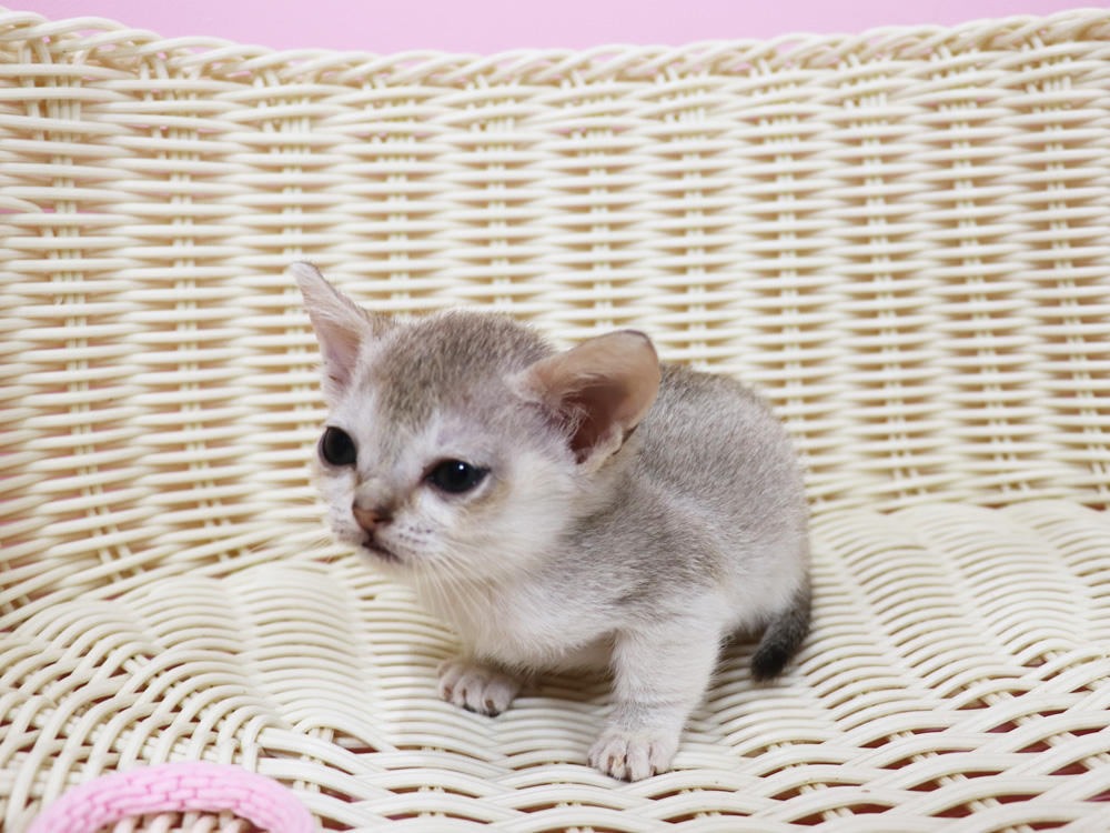 シンガプーラの子猫画像