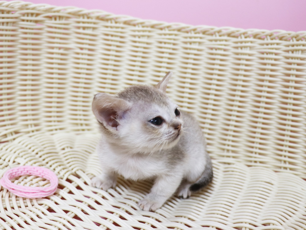 シンガプーラの子猫画像