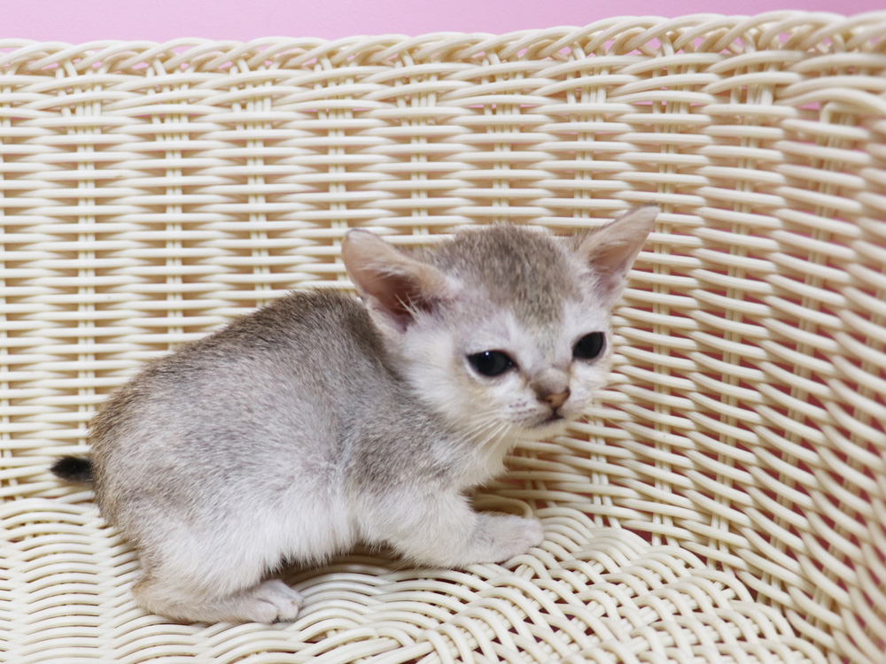 シンガプーラの子猫画像