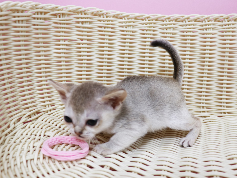 シンガプーラの子猫画像
