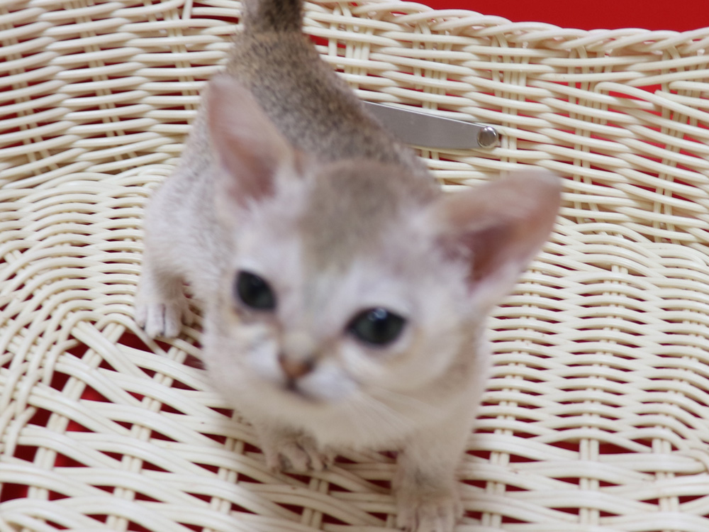 シンガプーラの子猫画像