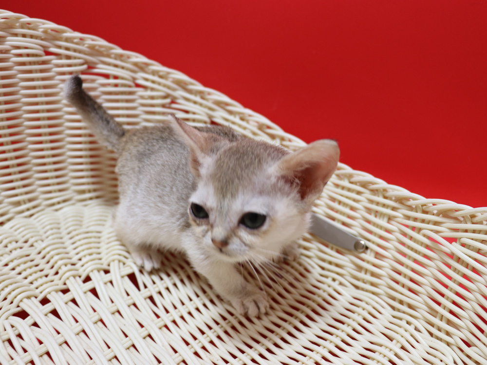 シンガプーラの子猫画像