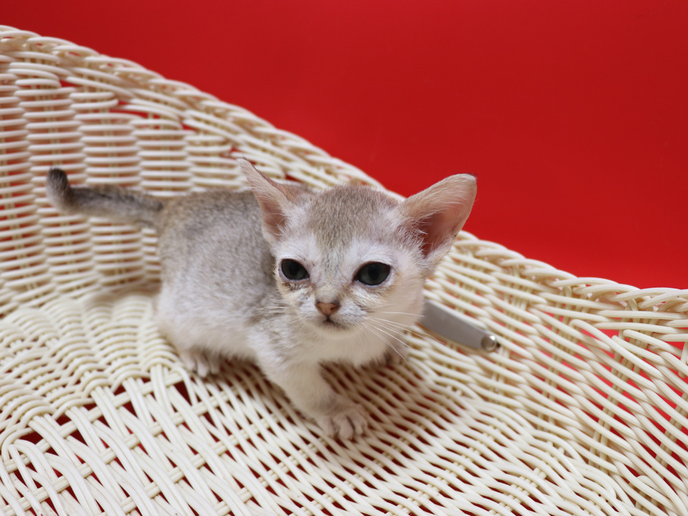 シンガプーラの子猫画像