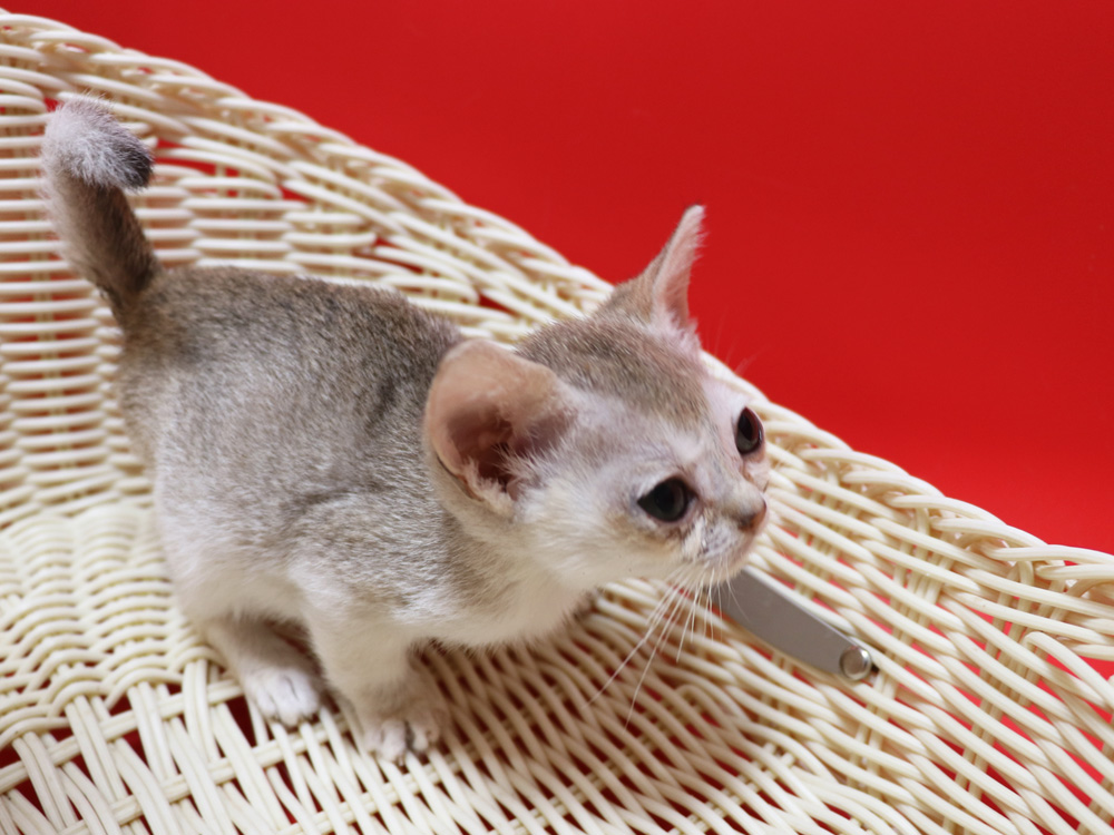 シンガプーラの子猫画像