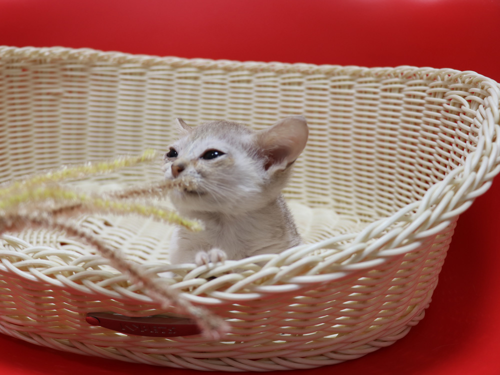 シンガプーラの子猫画像