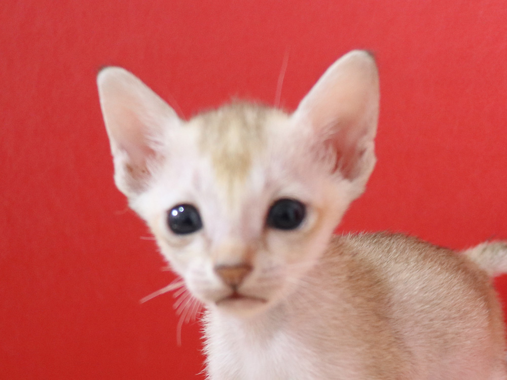 シンガプーラの子猫画像
