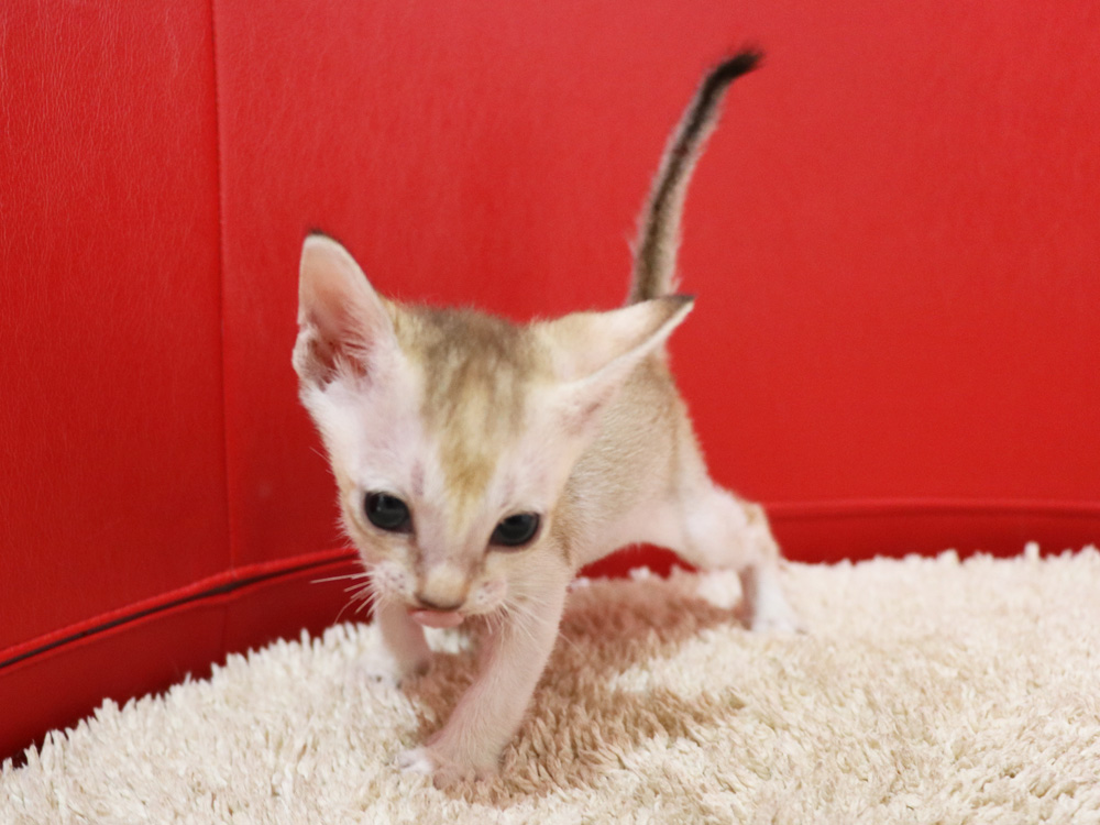 シンガプーラの子猫画像