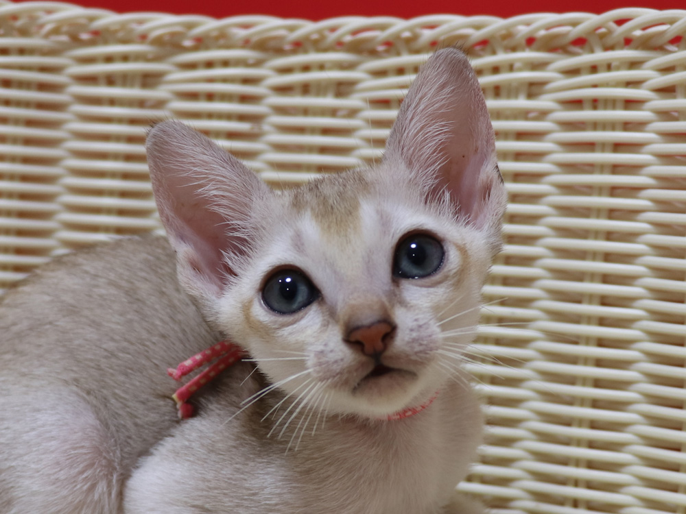 シンガプーラの子猫画像