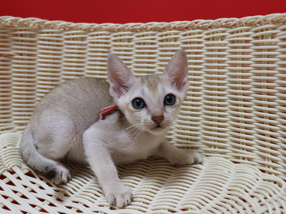 シンガプーラの子猫画像