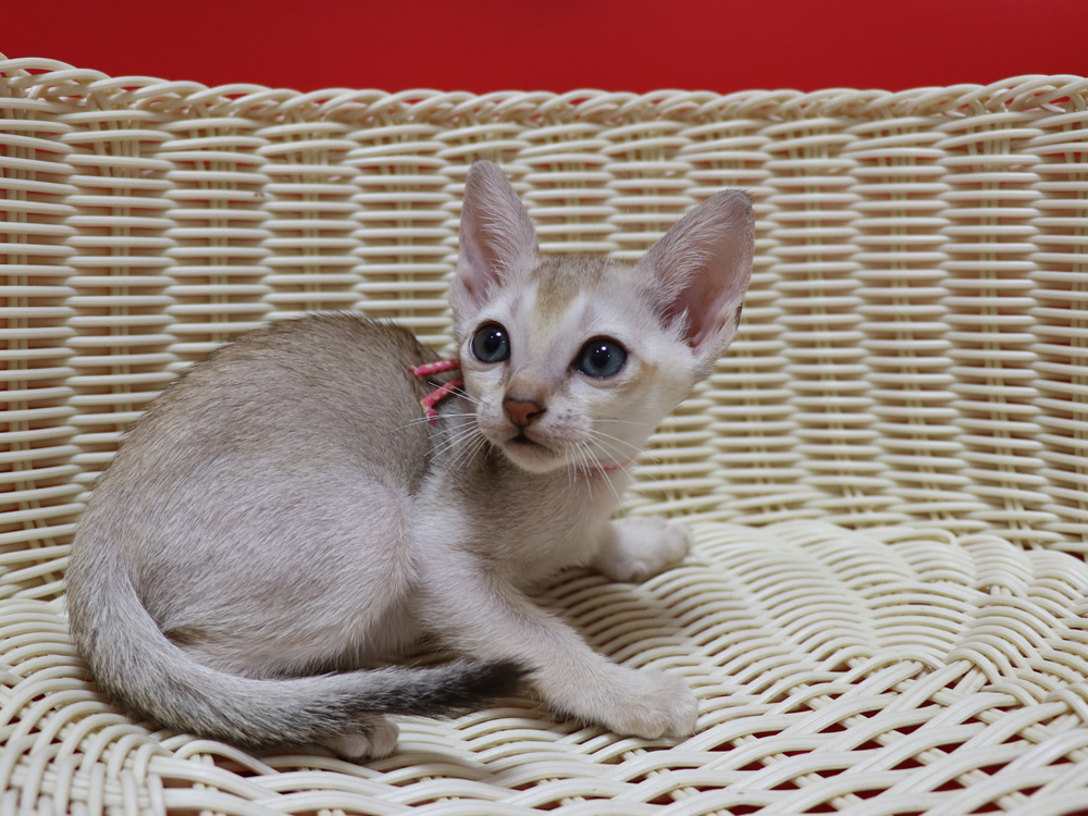 シンガプーラの子猫画像