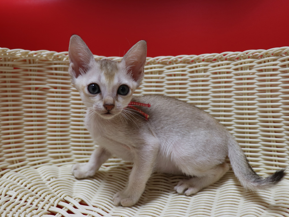 シンガプーラの子猫画像
