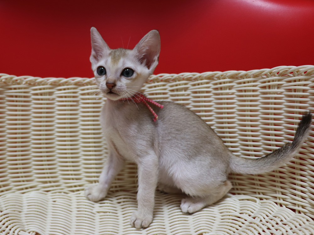 シンガプーラの子猫画像