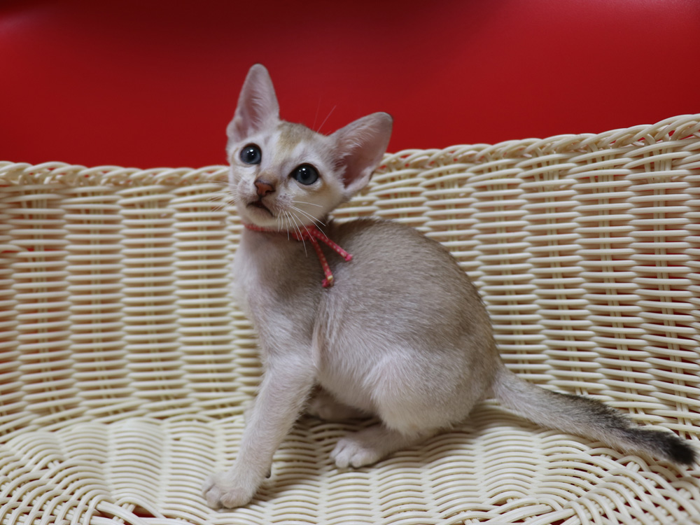 シンガプーラの子猫画像