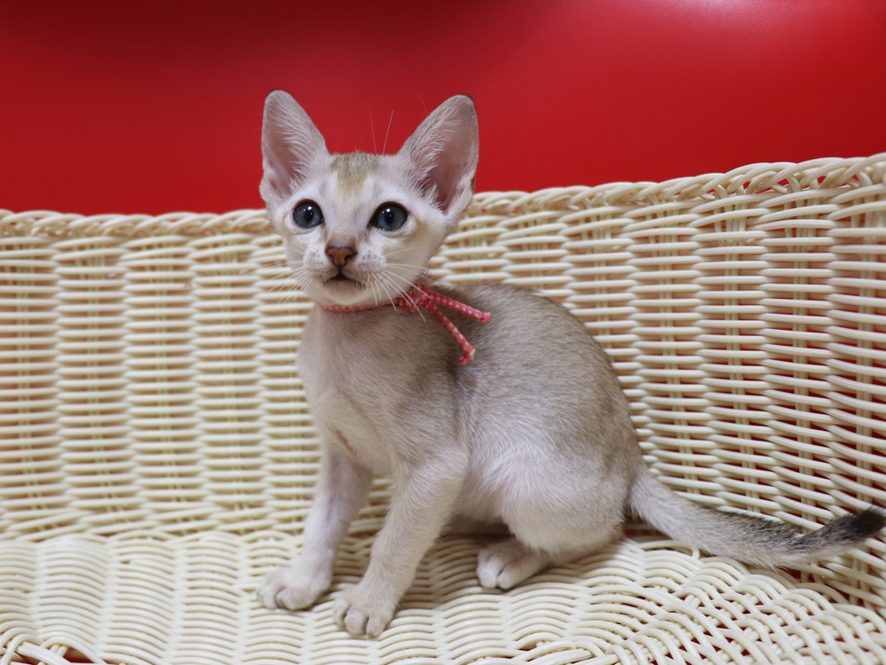 シンガプーラの子猫画像