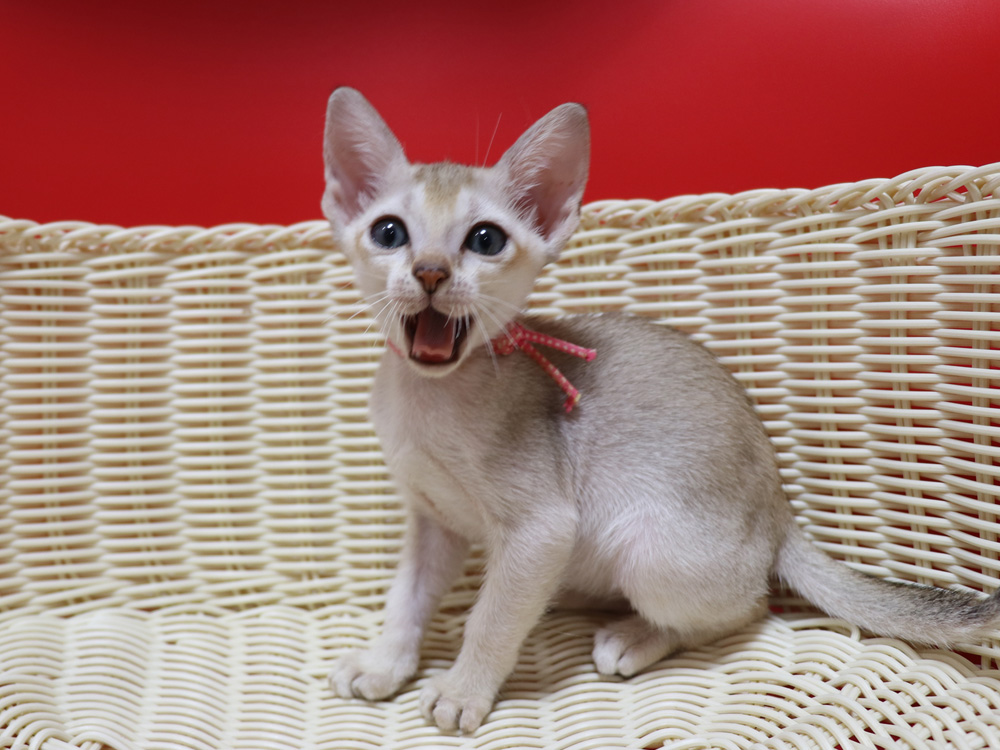 シンガプーラの子猫画像