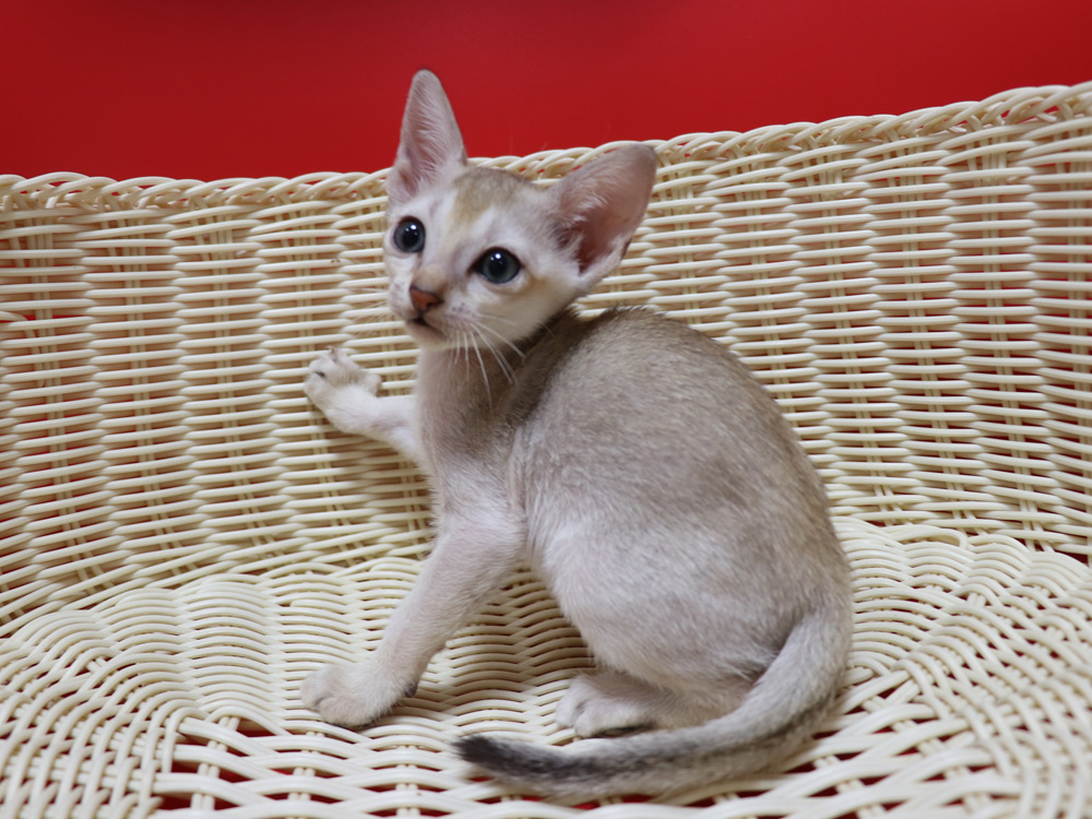 シンガプーラの子猫画像