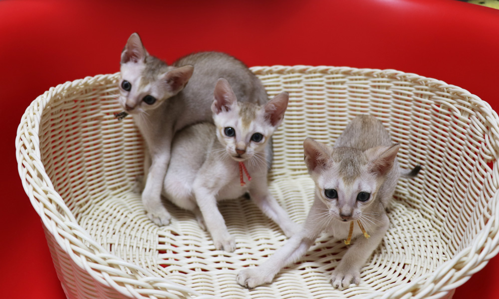 シンガプーラの子猫画像