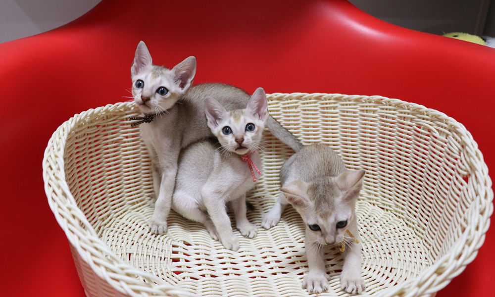シンガプーラの子猫画像