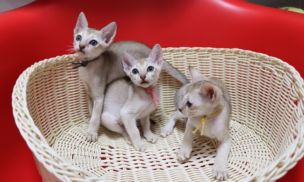 シンガプーラの子猫画像