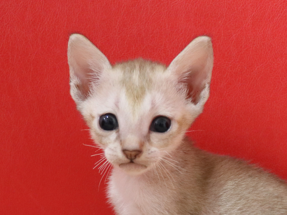 シンガプーラの子猫画像