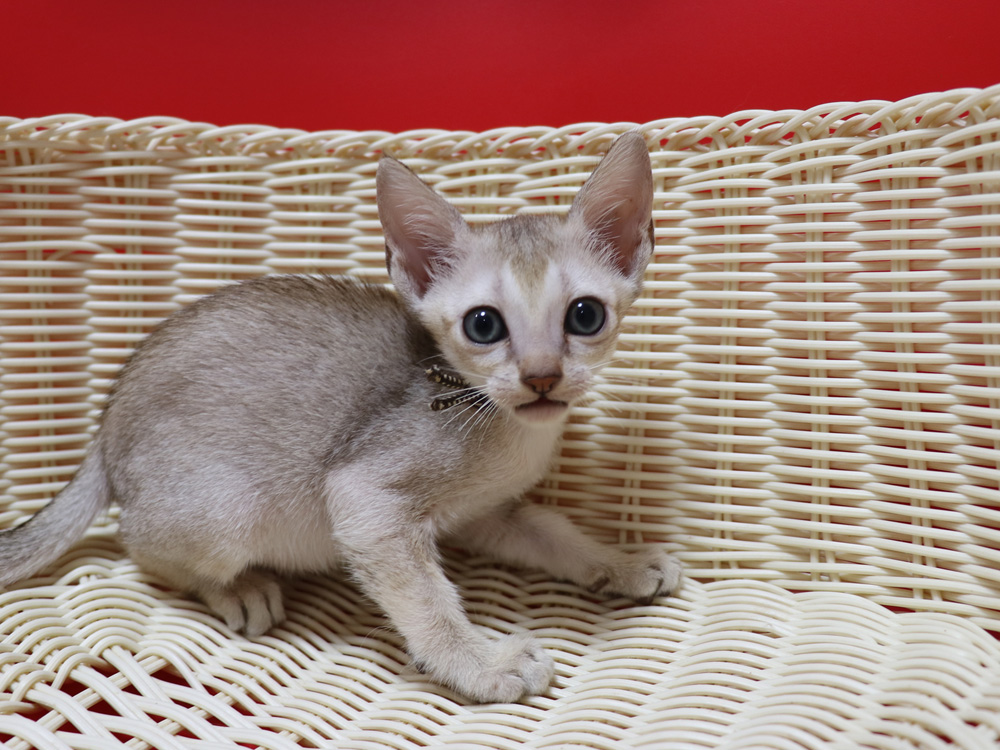 シンガプーラの子猫画像