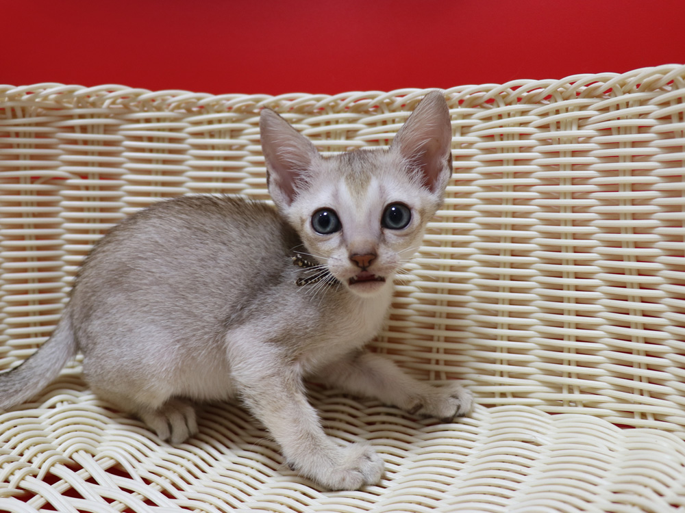 シンガプーラの子猫画像
