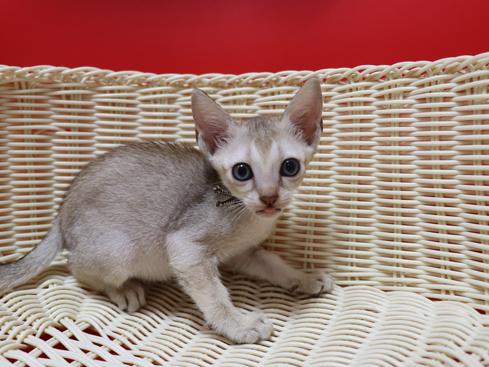 シンガプーラの子猫画像