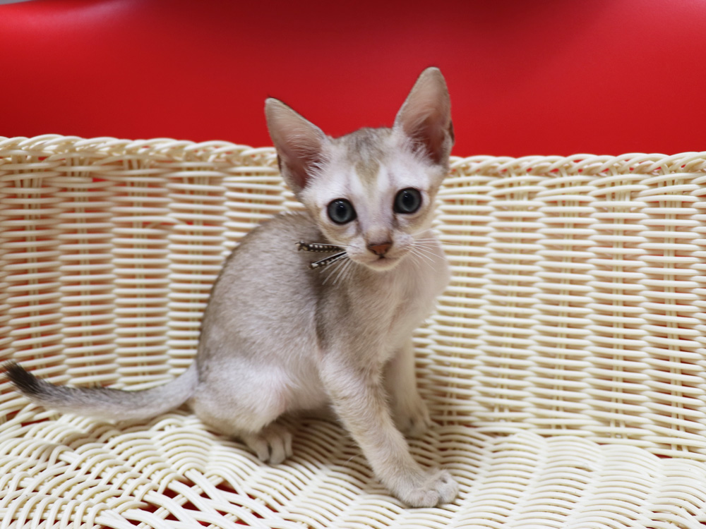 シンガプーラの子猫画像