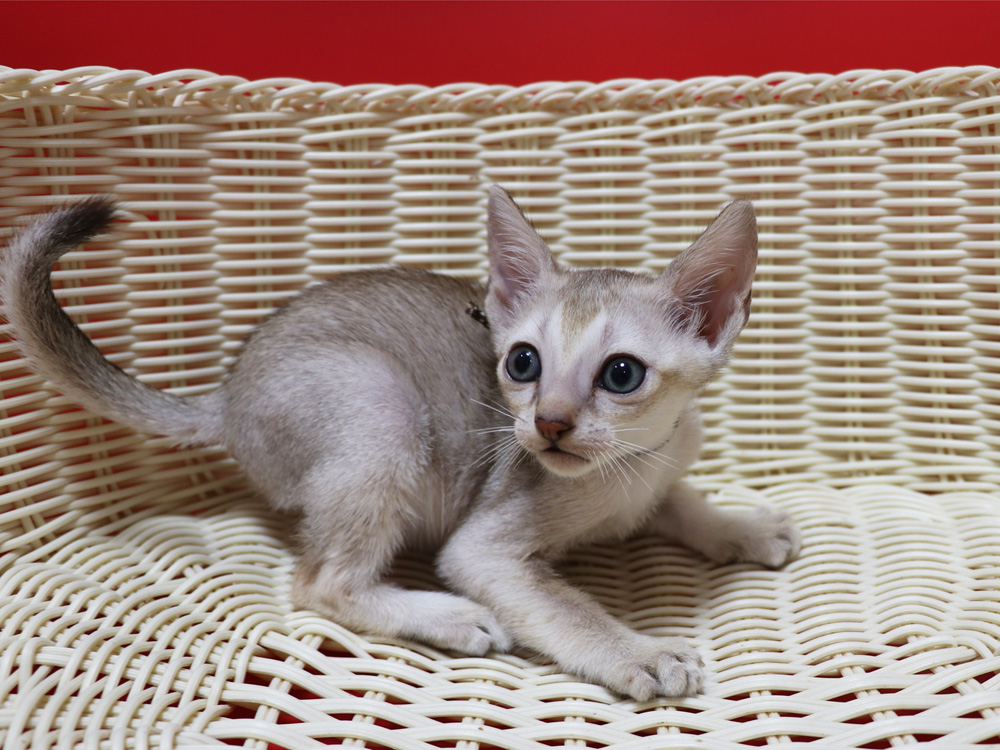 シンガプーラの子猫画像