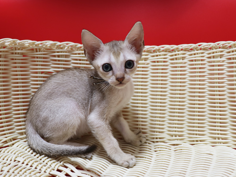 シンガプーラの子猫画像