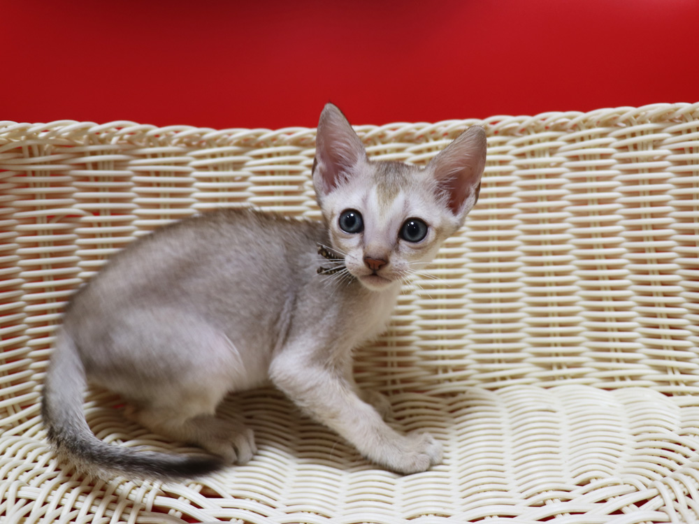 シンガプーラの子猫画像