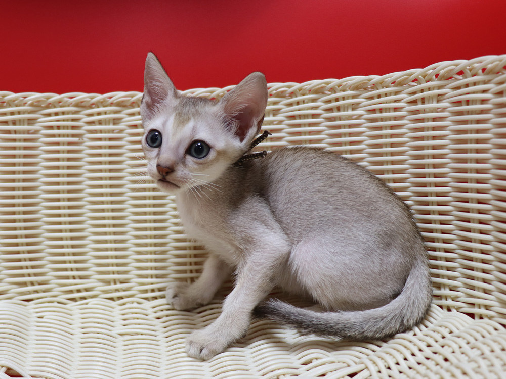シンガプーラの子猫画像