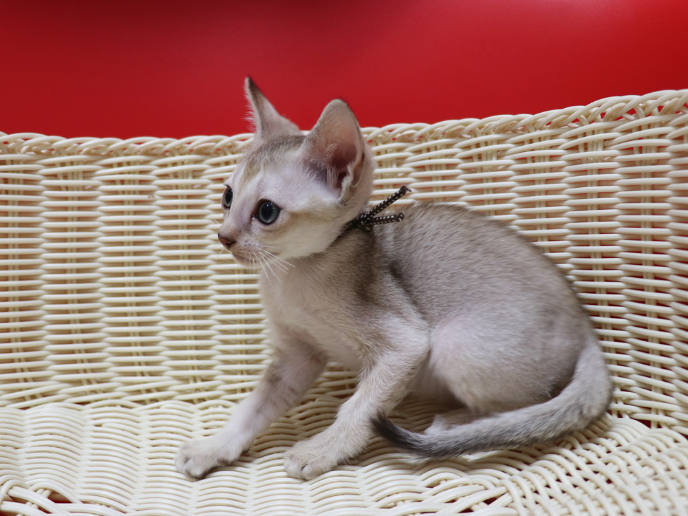 シンガプーラの子猫画像