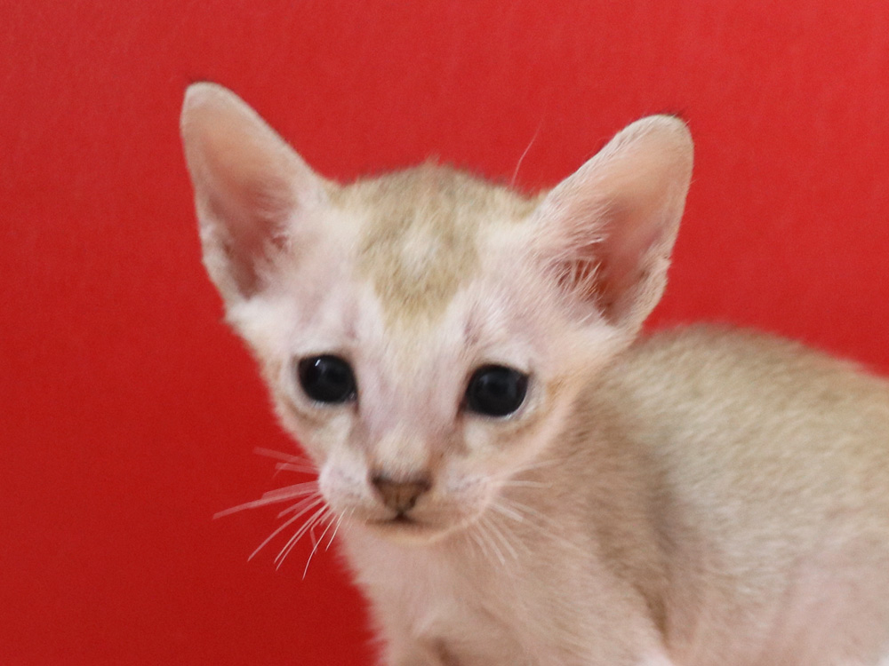 シンガプーラの子猫画像