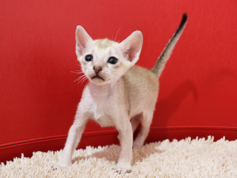 シンガプーラの子猫画像