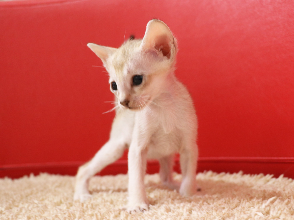 シンガプーラの子猫画像