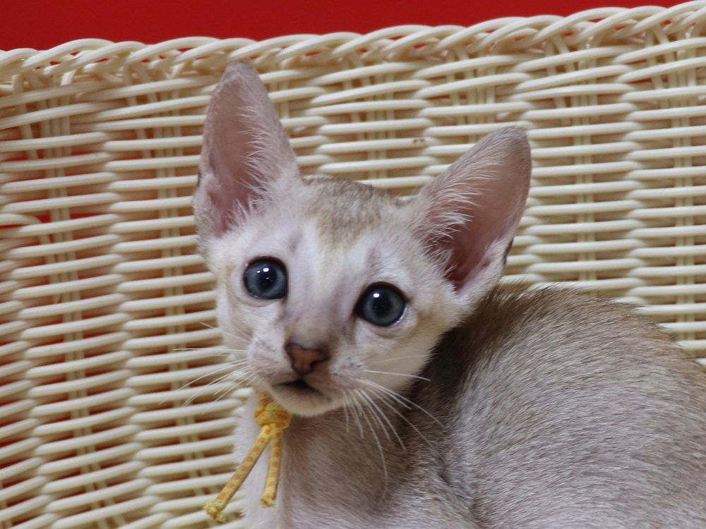 シンガプーラの子猫画像