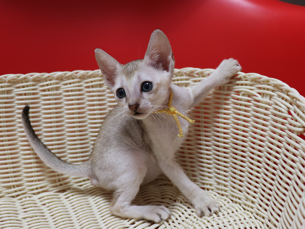シンガプーラの子猫画像