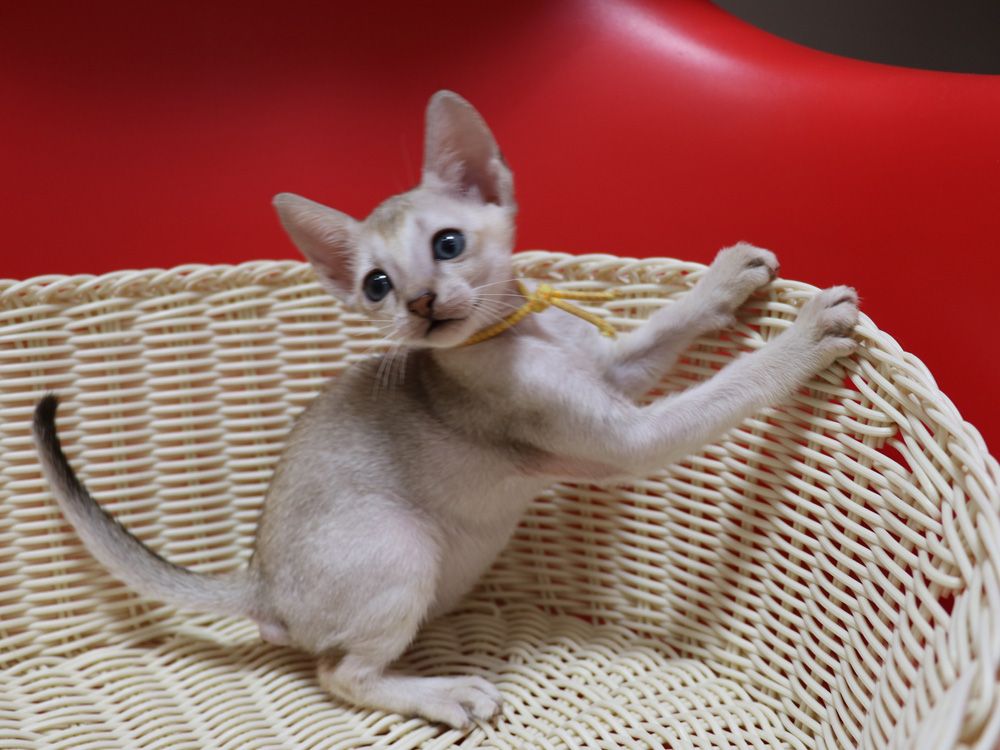 シンガプーラの子猫画像
