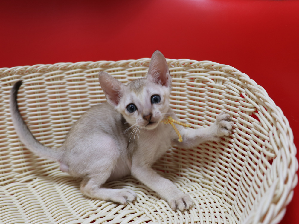 シンガプーラの子猫画像